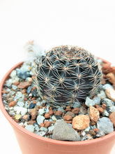 Lobivia densispina v.rebutioides JS213a