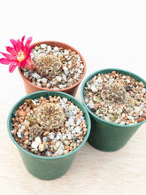 Sulcorebutia mariana ASK291