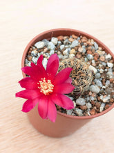 Sulcorebutia mariana ASK291