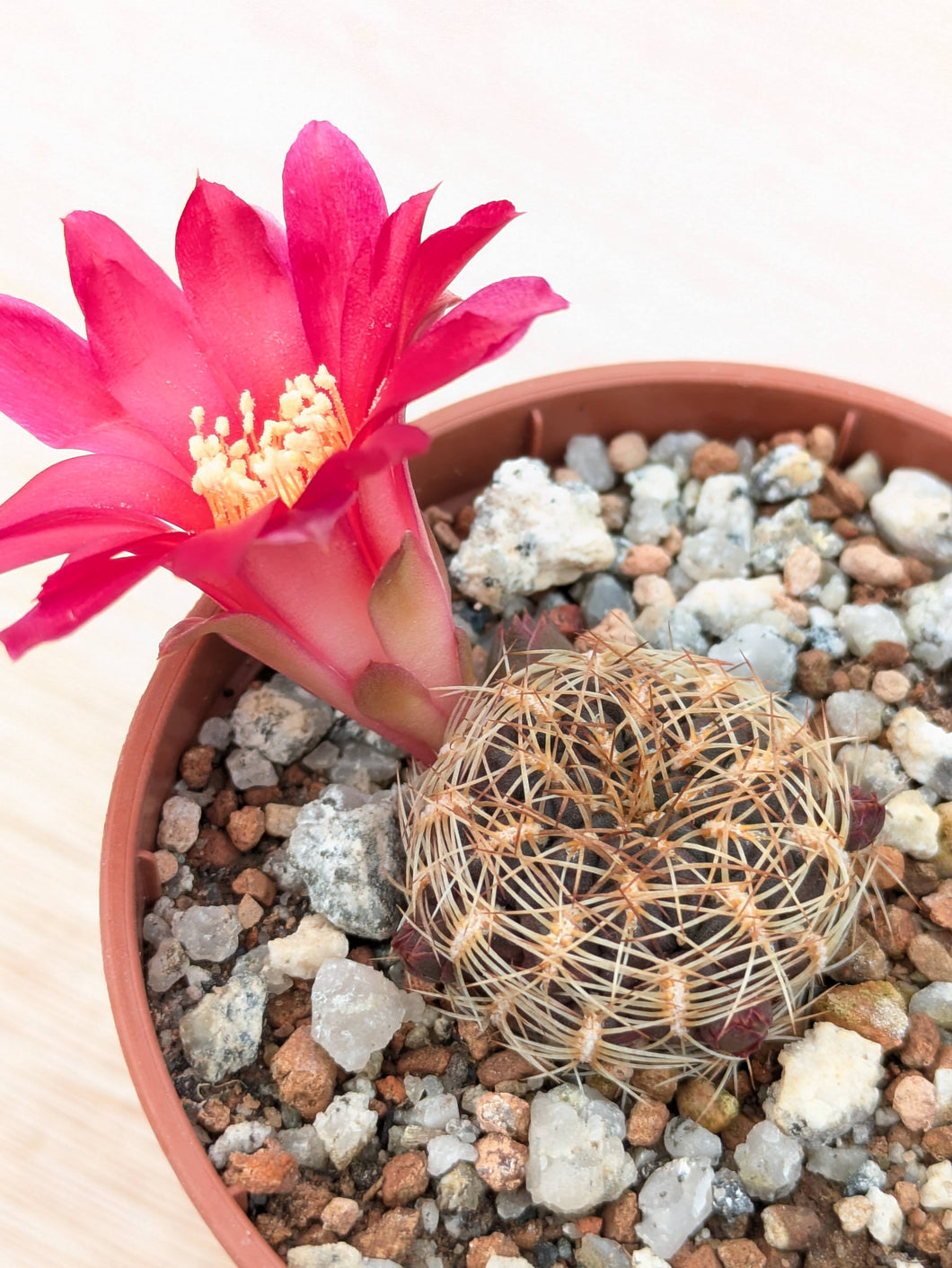 Sulcorebutia mariana ASK291