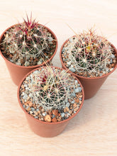 Thelocactus bicolor PAR226