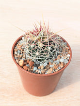 Thelocactus bicolor PAR226