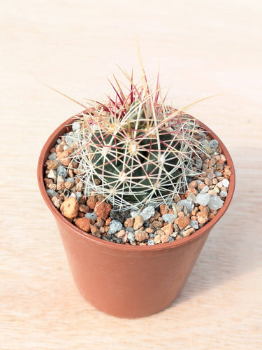 Thelocactus bicolor PAR226