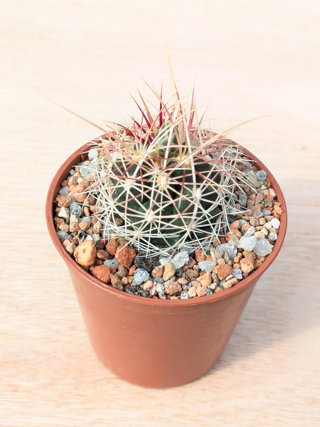 Thelocactus bicolor PAR226