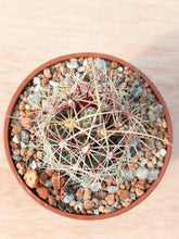 Thelocactus bicolor PAR226