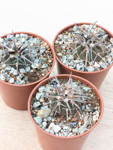 Gymnocalycium spegazzinii LF68