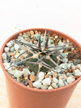 Gymnocalycium spegazzinii LF68