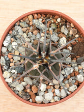 Gymnocalycium spegazzinii LF68