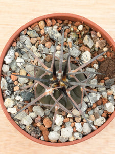 Gymnocalycium spegazzinii LF68