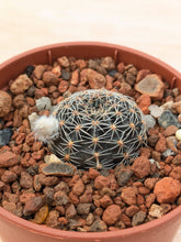 Lobivia haematantha v. rebutioides OF72-80