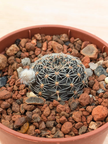 Lobivia haematantha v. rebutioides OF72-80