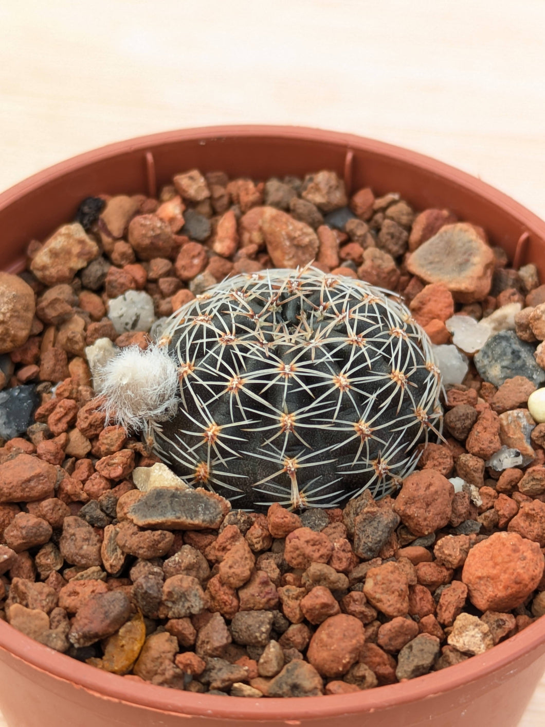 Lobivia haematantha v. rebutioides OF72-80