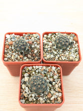 Mediolobivia iscayachensis FR1122