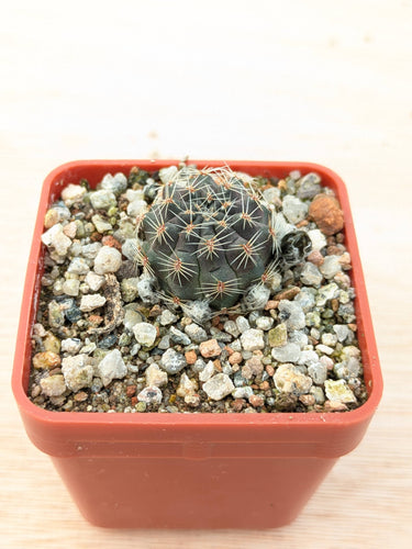 Mediolobivia iscayachensis FR1122