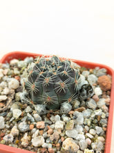 Mediolobivia iscayachensis FR1122