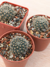 Mediolobivia carmeniana R690