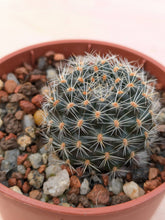 Mediolobivia carmeniana R690