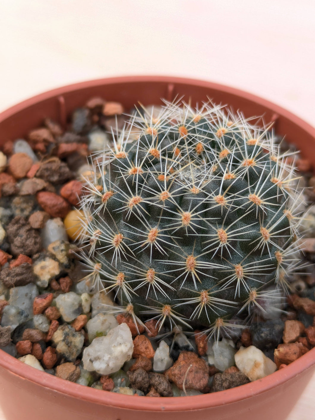 Mediolobivia carmeniana R690