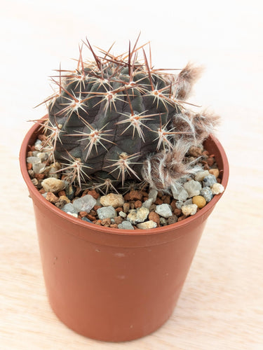 Lobivia marsoneri L470