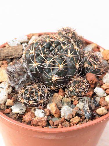 Lobivia arachnacantha FR360