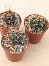 Thelocactus buekii KKR300