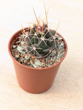 Thelocactus buekii KKR300