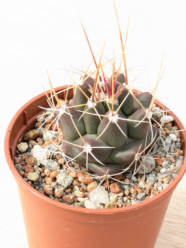Thelocactus buekii KKR300