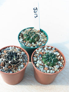 Lobivia cinnabarina JO13