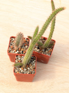 Cleistocactus baumannii VoS 2883