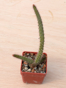 Cleistocactus baumannii VoS 2883