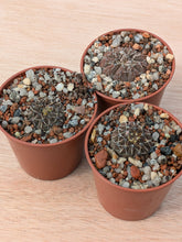 Gymnocalycium platygonum P216