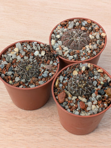 Gymnocalycium platygonum P216