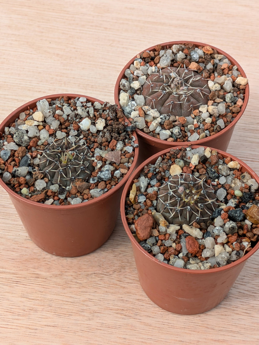 Gymnocalycium platygonum P216