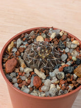 Gymnocalycium platygonum P216