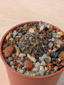 Gymnocalycium platygonum P216
