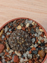 Gymnocalycium platygonum P216