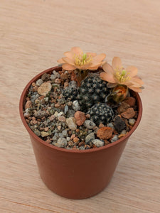Mediolobivia pygmaea v. digitiformis KK1467