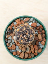 Lobivia haematantha var. hualfinensis “fechseri” WR230