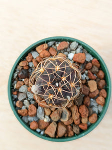 Lobivia haematantha var. hualfinensis “fechseri” WR230