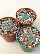 Lophophora williamsii VZD194