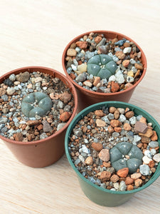 Lophophora williamsii VZD194