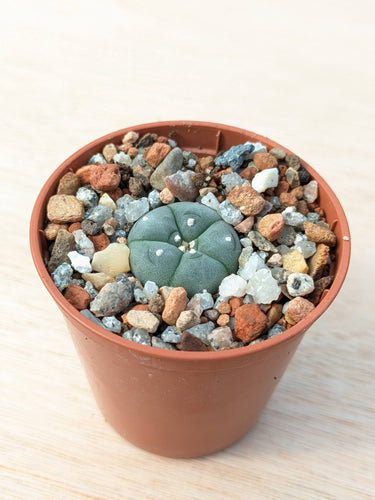 Lophophora williamsii VZD194