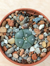 Lophophora williamsii VZD194