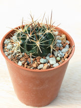 Lobivia lateritia v. rubriflora R306