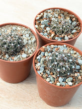 Gymnocalycium quehlianum P202