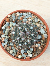 Gymnocalycium quehlianum P202