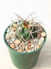 Gymnocalycium carminathum v.montanum SL35a