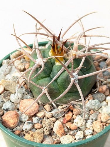 Gymnocalycium carminathum v.montanum SL35a
