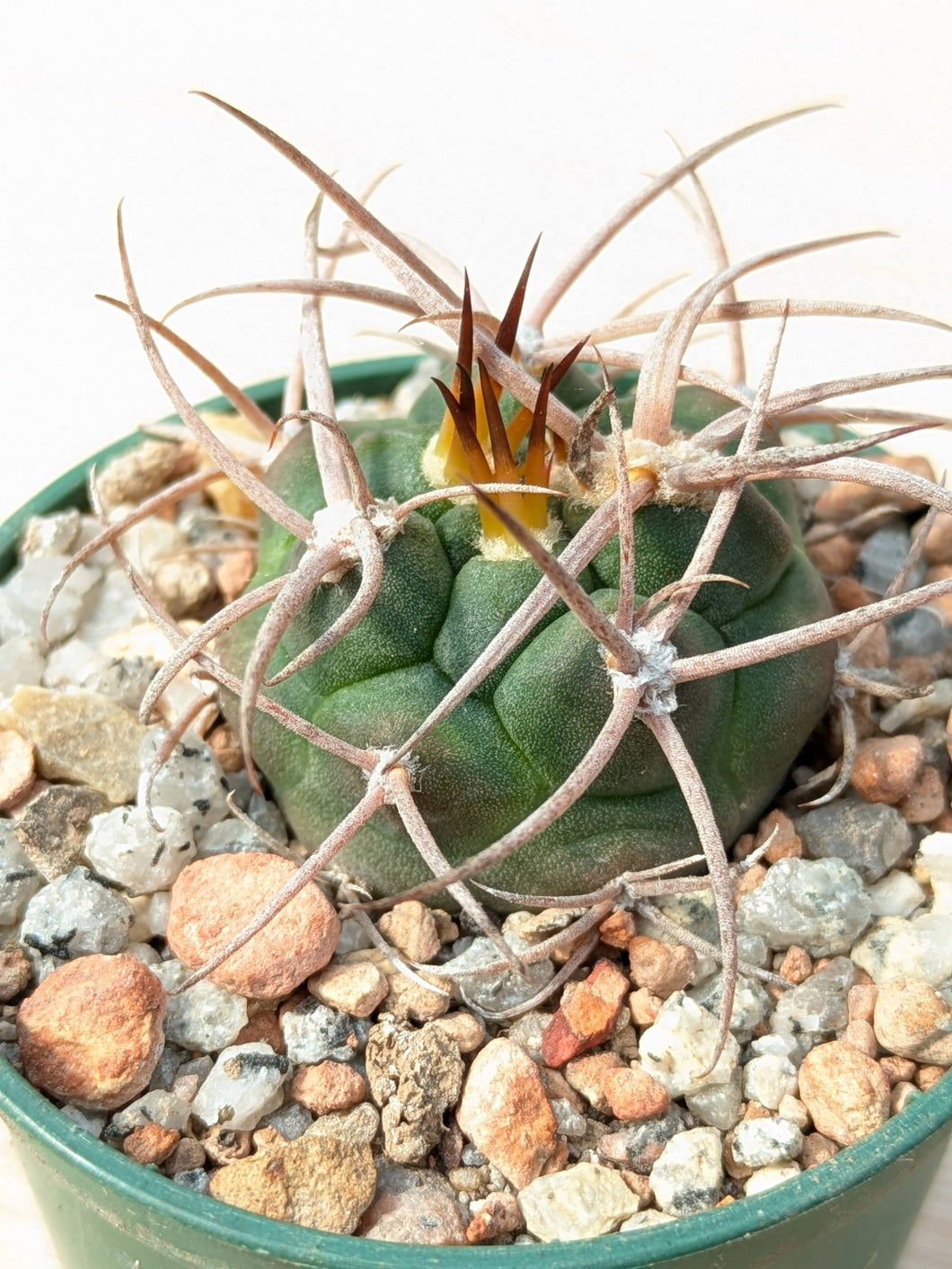 Gymnocalycium carminathum v.montanum SL35a