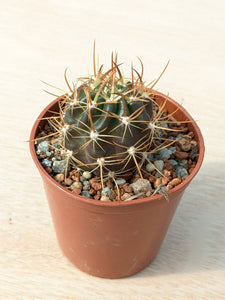 Lobivia maximilliana caespitosa R57
